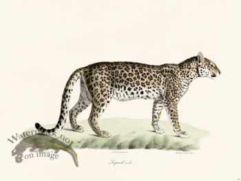 Cuvier 101 Male Leopard